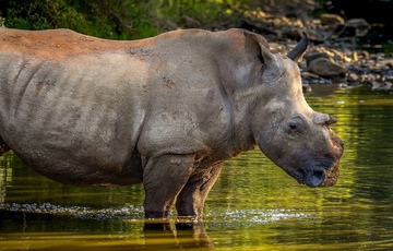 Kariega Foundation Save The Rhino Banner