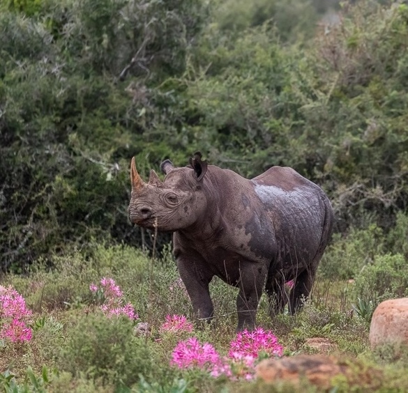 Kariega Foundation Black Rhino Pod