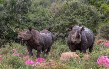 Black Rhino At Kariega