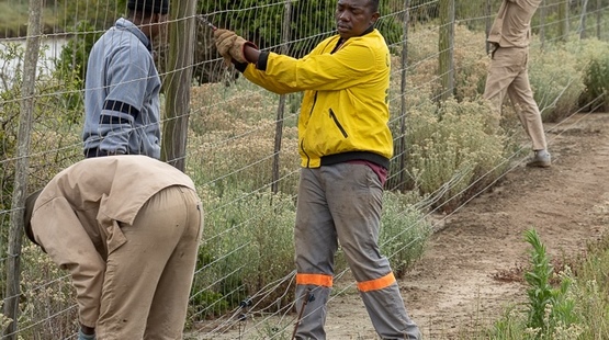 Habitat expansion fence dropping