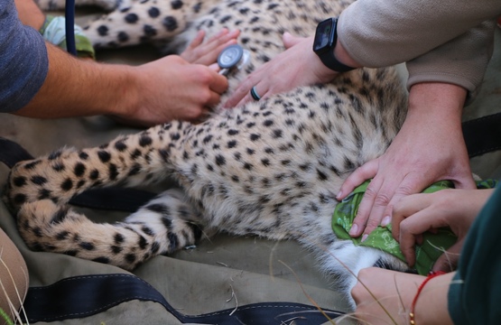 Kariega Cheetah  Conservation