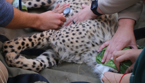 Kariega Cheetah  Conservation