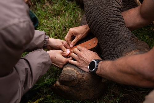 Black rhino collaring_1729061585148