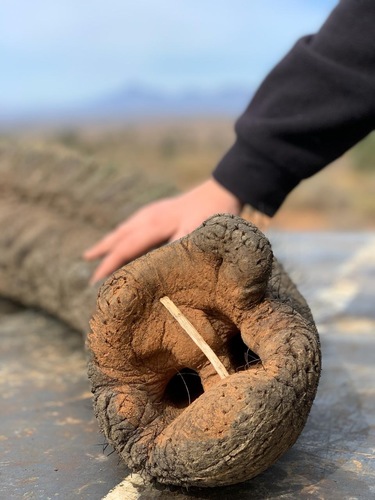 Breathing support for sedated elephant_1729061585150