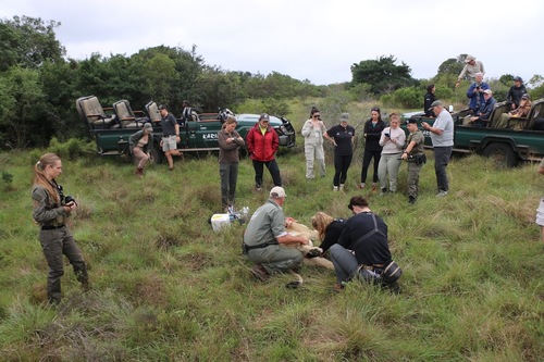 Conservation team at a procedure_1729061585153