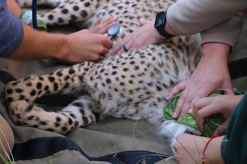 Cheetah health check