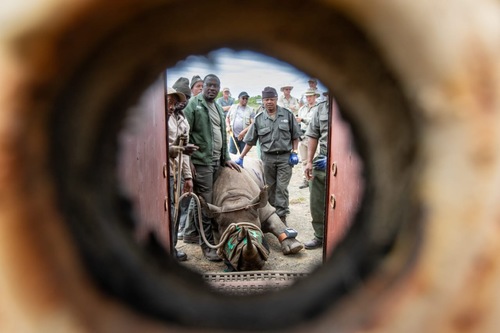 Loading a Black Rhino_1729061585157