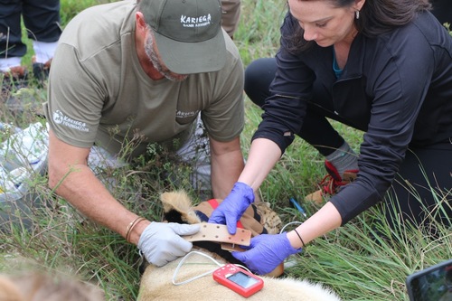 Lion collaring