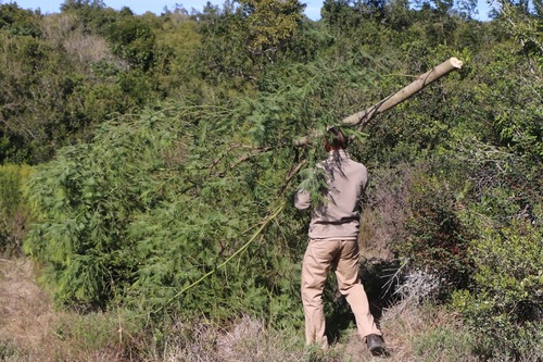 Removing pine trees_1729061585180