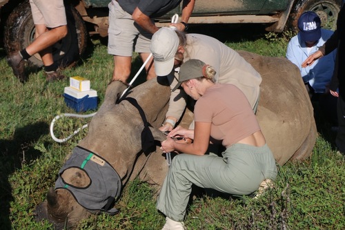 White rhino health check_1729061585178