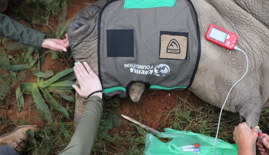 White rhino ear notching