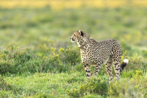 Male Cheetah with collar_1729061585179