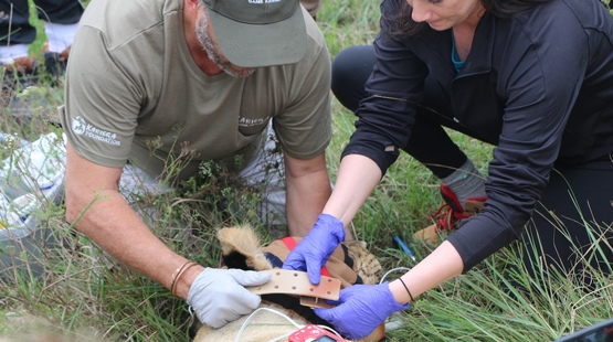 Fitting a lion collar