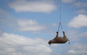 Moving Black Rhino