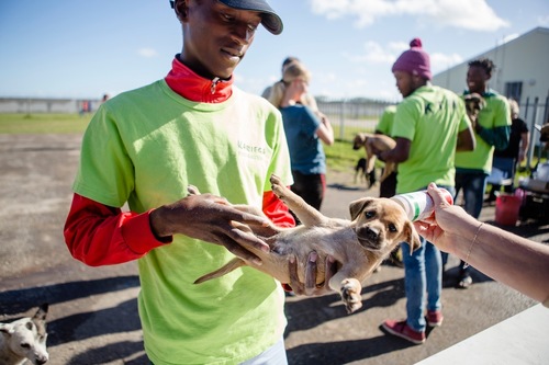 Domestic animal care