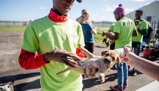 Domestic animal care