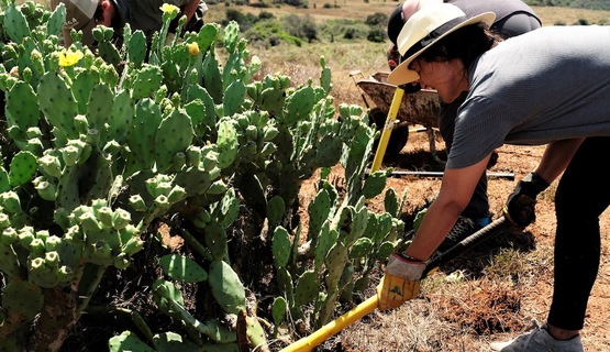 Prickly Pear removal_1729159348906