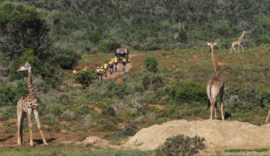 Giraffe Watching Ftra Riders On Kariega Game Reserve Giraffe Watching Ftra Riders On Kariega Game Reserve