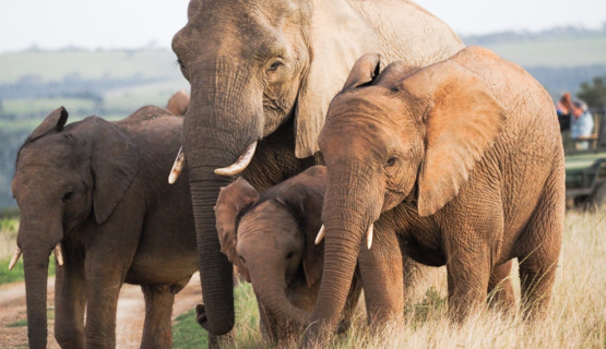 Phil Enjoying The Ride On Kariega Game Reserve Phil Enjoying The Ride On Kariega Game Reserve