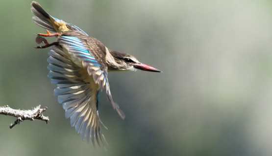 Phil Enjoying The Ride On Kariega Game Reserve Phil Enjoying The Ride On Kariega Game Reserve