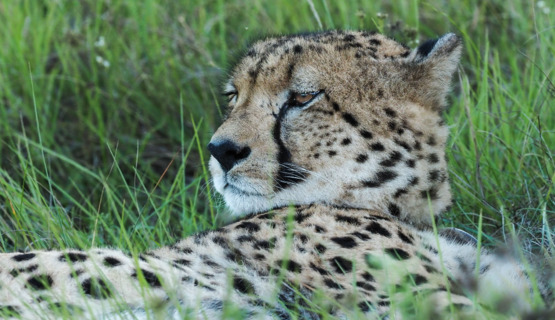 Phil Enjoying The Ride On Kariega Game Reserve Phil Enjoying The Ride On Kariega Game Reserve